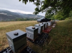 30 ruches Dadant peuplées