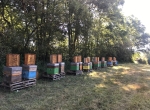 Vente de cheptel ruches peuplées et ruchettes peuplées
